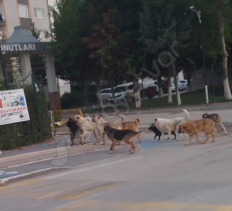 Mahalledeki Kopek Saldirilari Cocuklarimizi Tehdit Ediyor 1 (1)