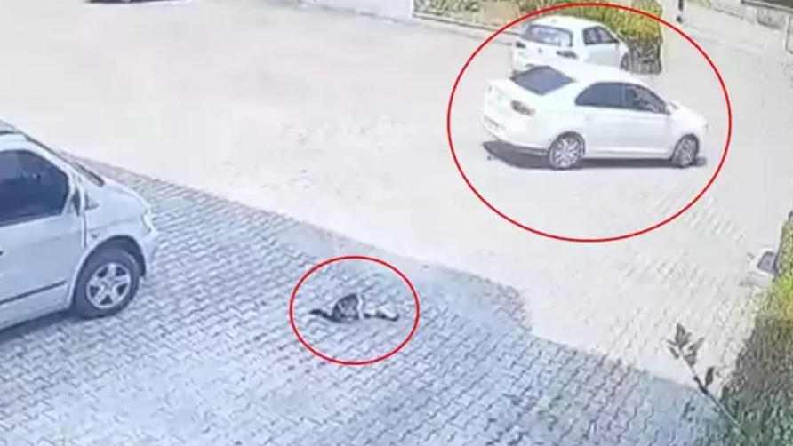 Ekran Görüntüsü 2025 05 31 140542
