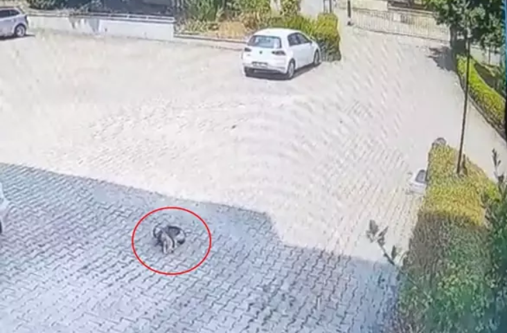 Ekran Görüntüsü 2025 05 31 140703
