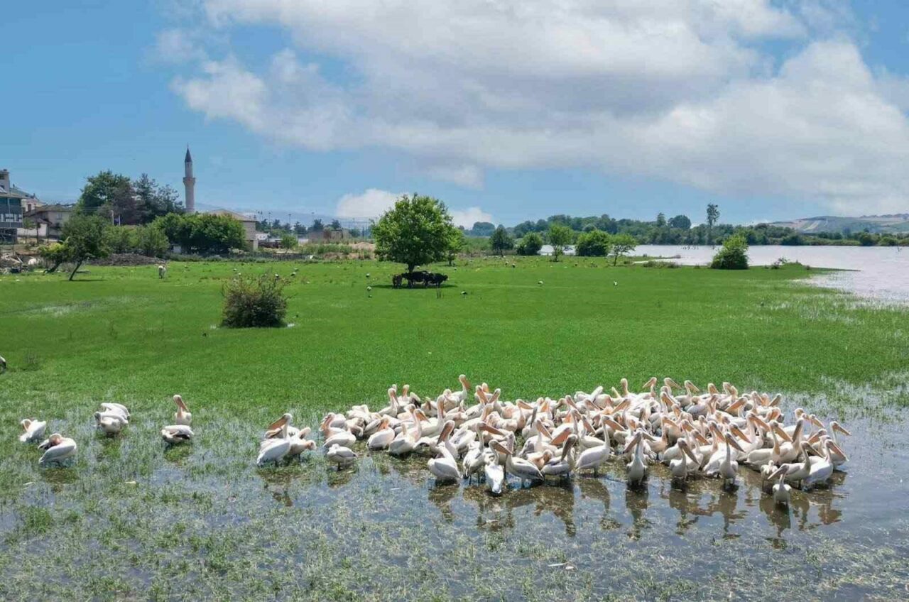 Hamzabeyde Doga Ve Tarih Bulusuyor 3Ba4Bd7Df383