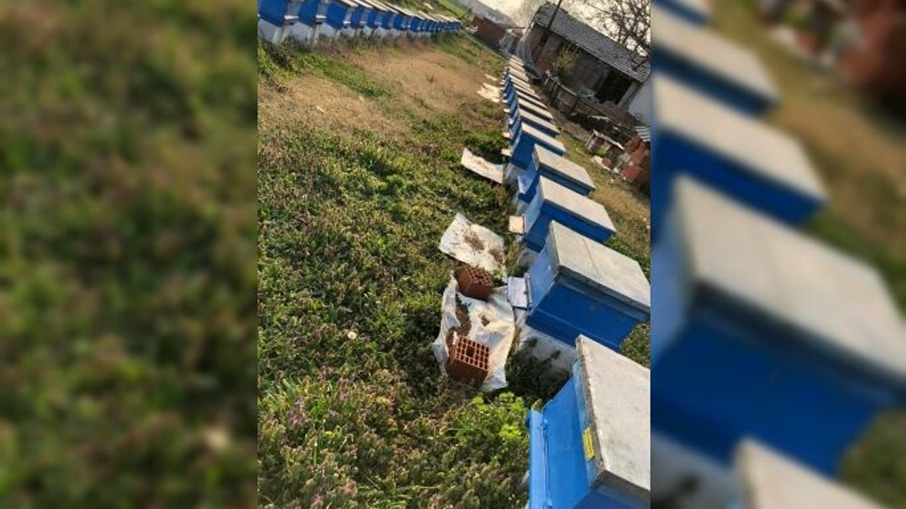 Bursa'da milyonlarca arı telef oldu, mağdur sayısı artıyor!