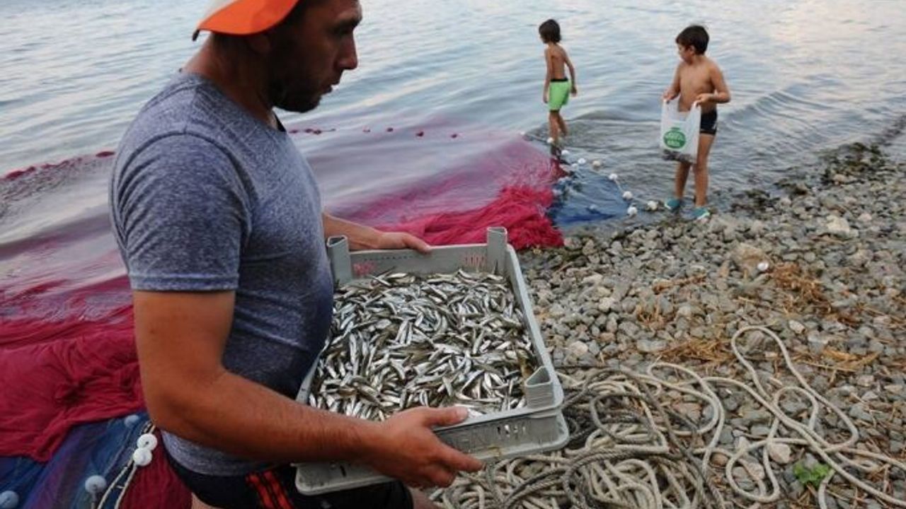 İznik Gölü'nde bereket sevinci. Avrupa'ya cips olarak ihraç edilecek