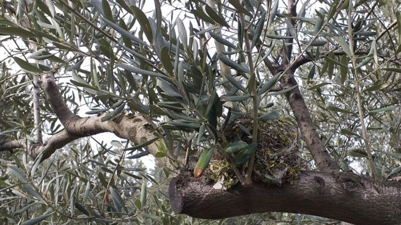 Mudanya'da yüzyıllardır ağaçları budamıyorlar