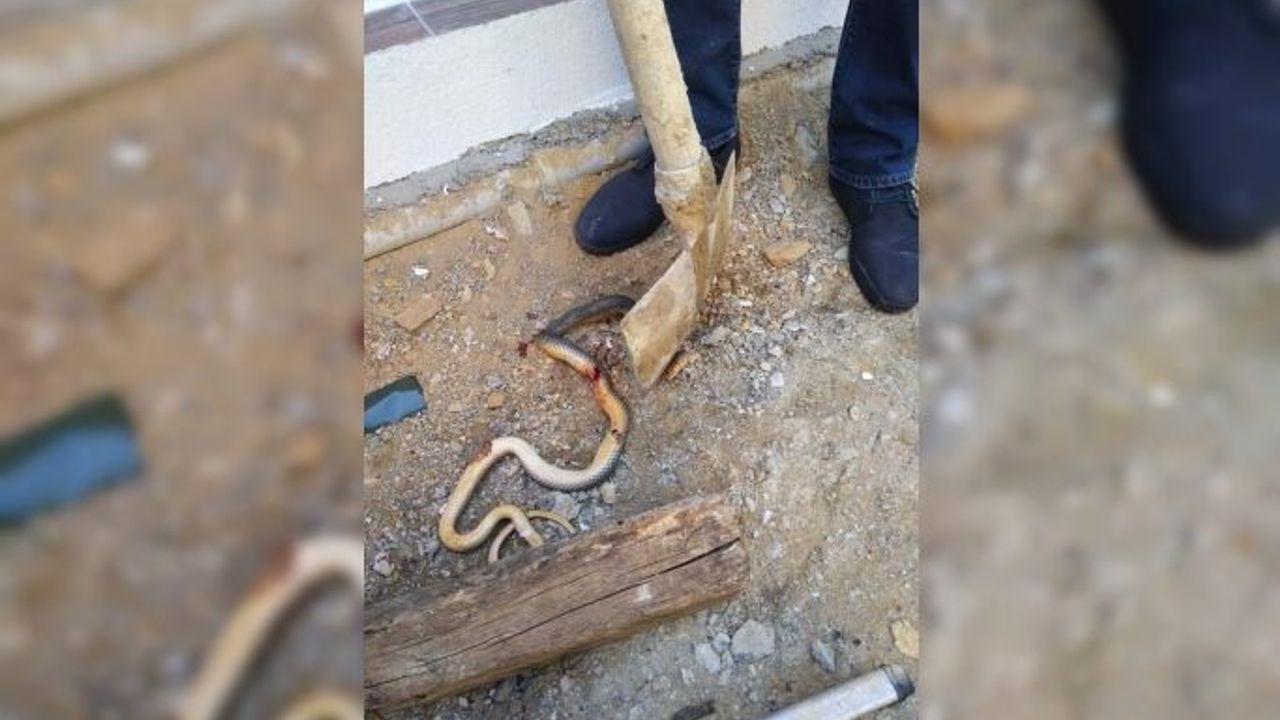 Vahşet görüntülerini "Yılanla dans" deyip paylaştı