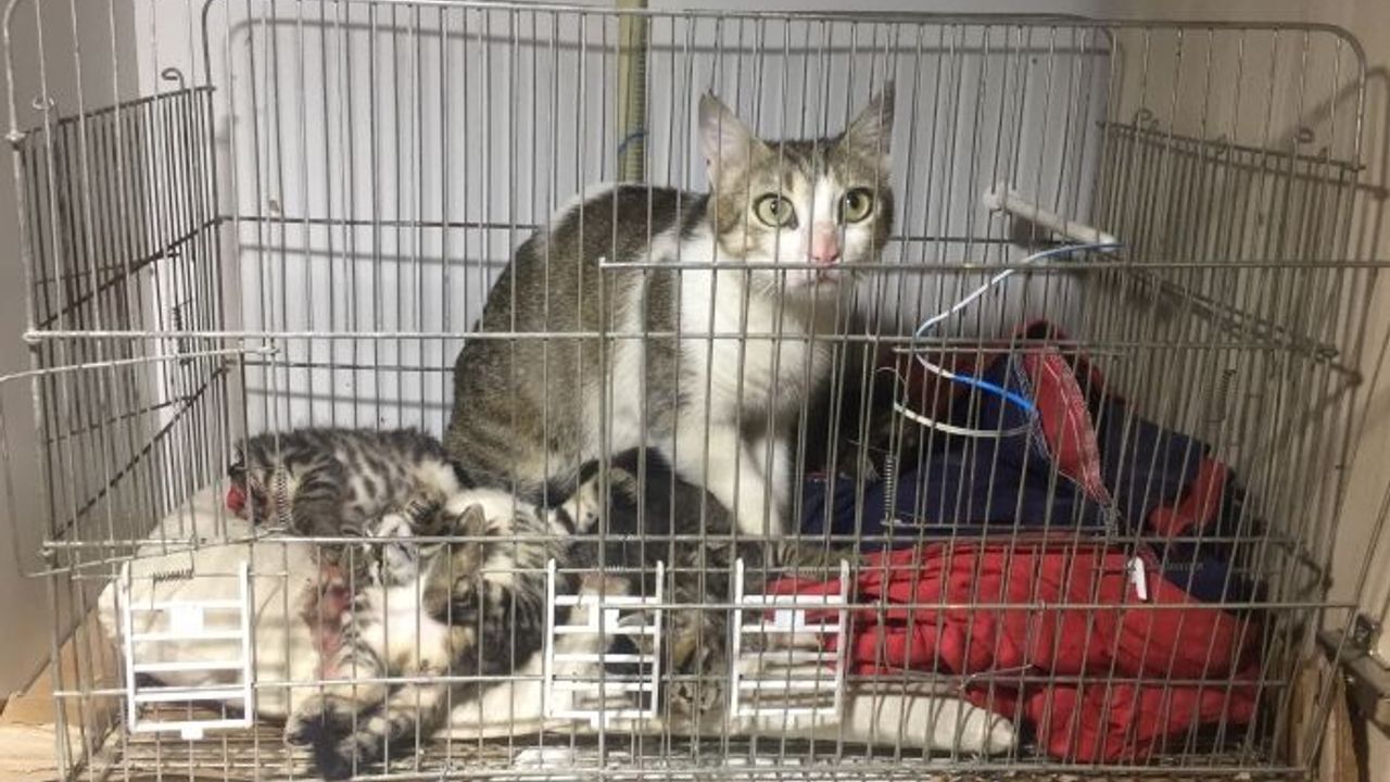 Bursa'da kafası kesilmiş 5 kedi bulundu
