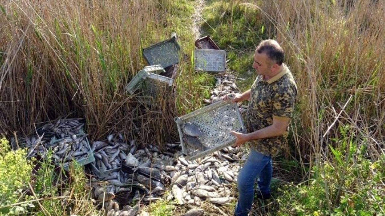 İznik'te sazlıkların arası balıklarla dolu