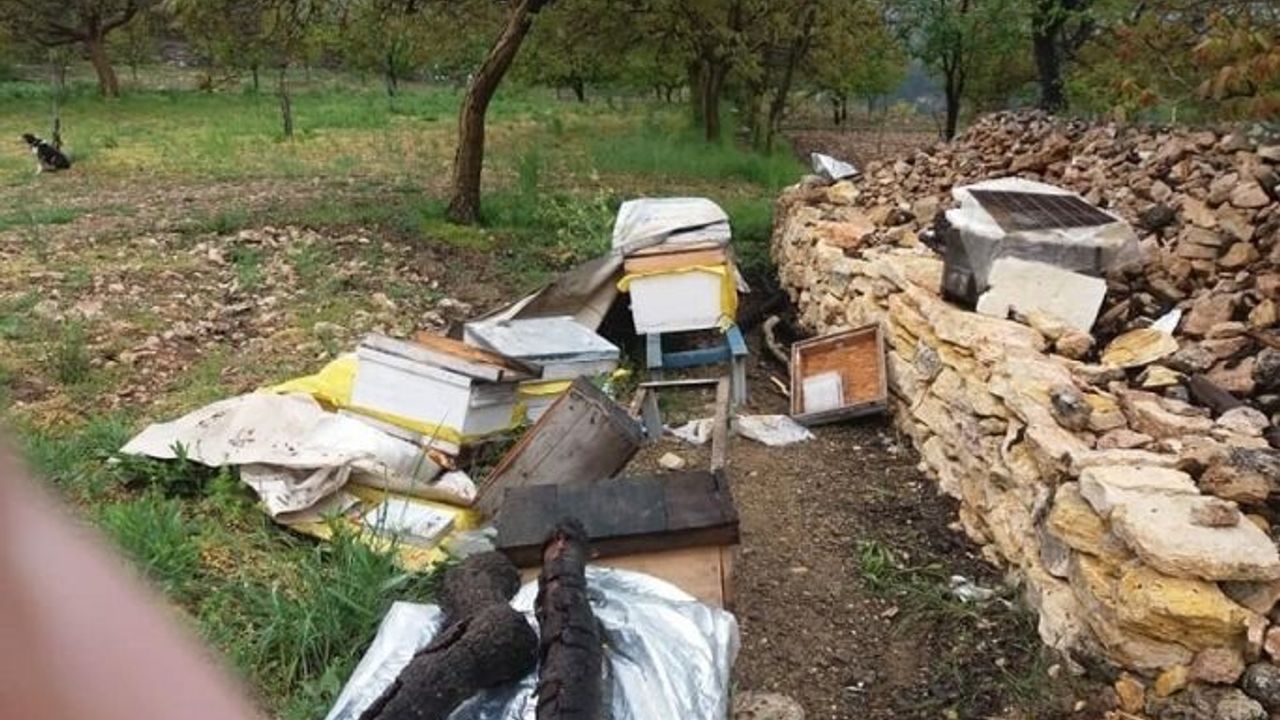 Uludağ'da ayılar bu köye dadandı...Her gün köye gelip kovanları parçalıyor