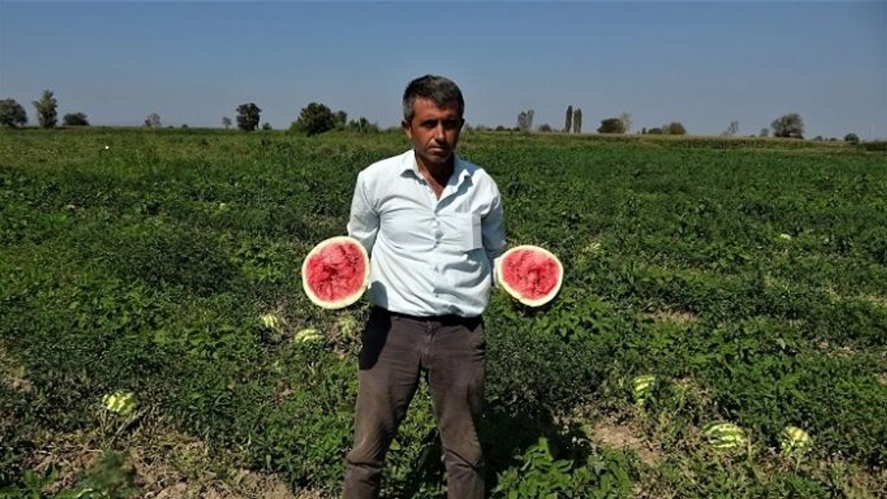 Çiftçinin karpuzu elinde patladı! ZARARINA SATACAK KİMSEYİ BULAMIYORLAR