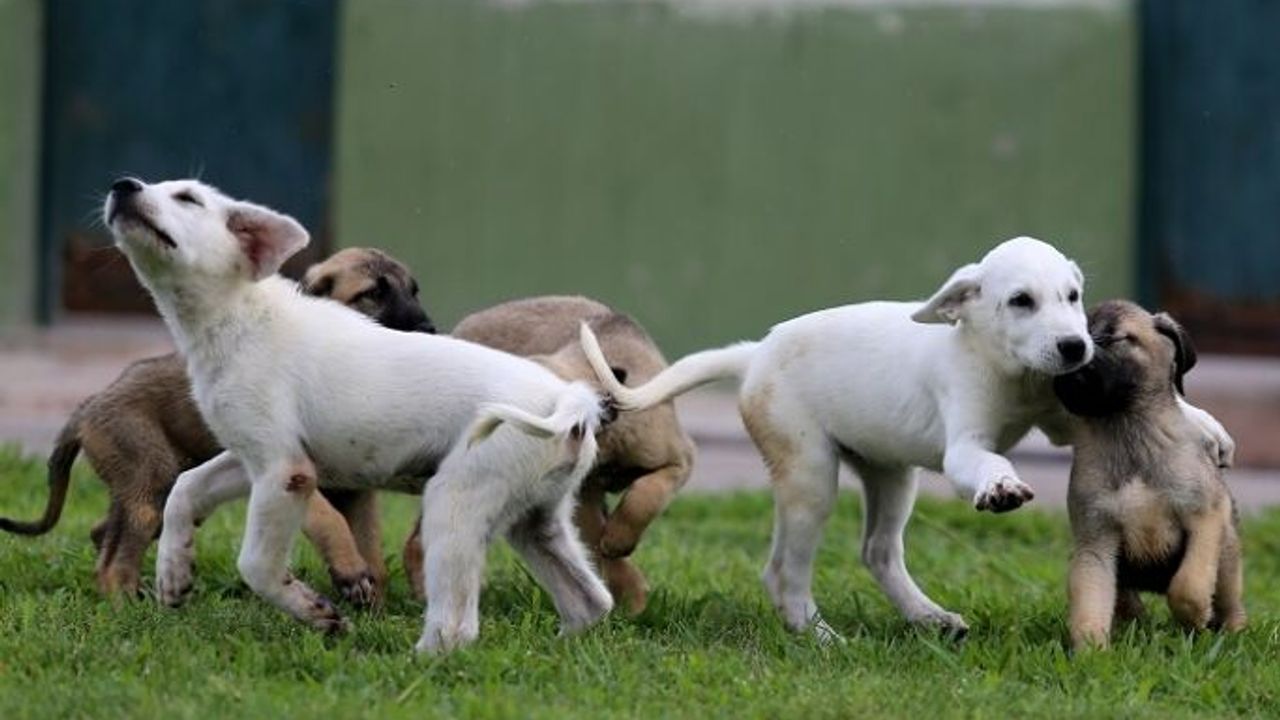 Bu köpekler için 15 ay sıra bekliyorlar! Bursa'da yetiştiriliyor