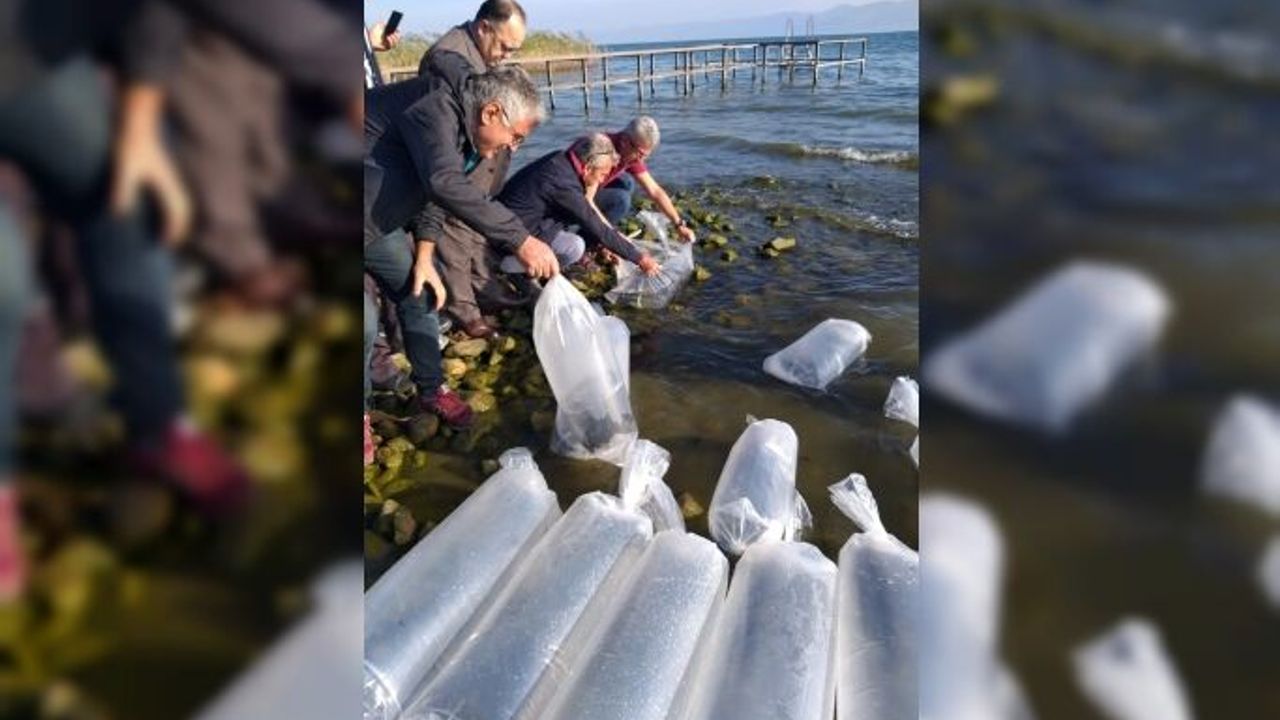 İznik gölüne 6 bin yayın yavrusu bırakıldı