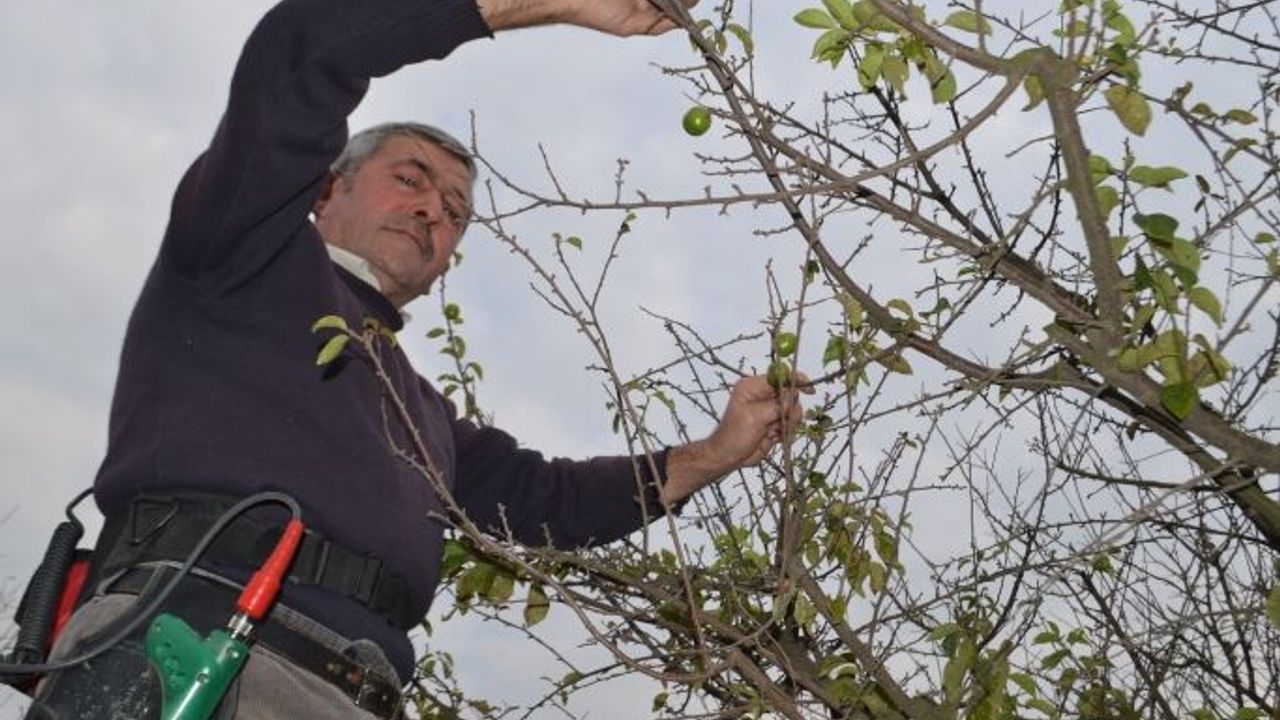 Erik ağacı çiçek açtı, sonra meyve verdi