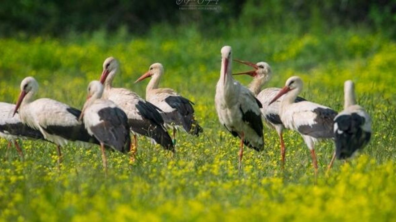 11 aylık yavru leylek 3 bin kilometre yol geldi