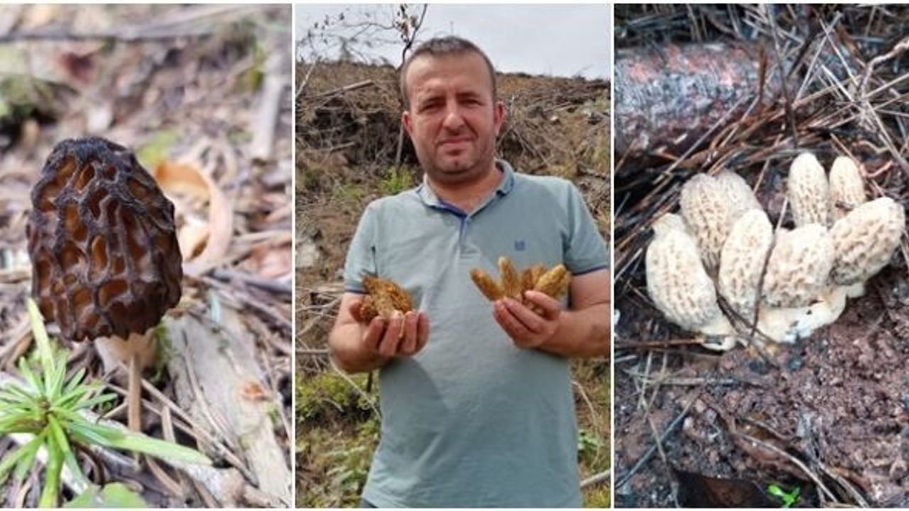 BURSA'DA DAĞLARDA TOPLANIYOR KİLOSU 500 LİRA !