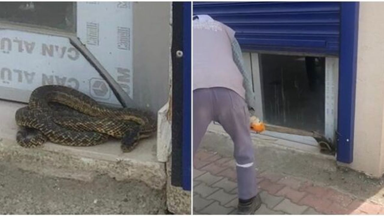 Sıcakların ardından o ilçede yılanlar ortaya çıktı