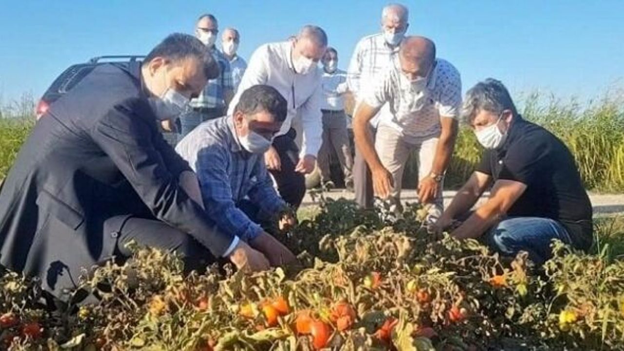 ESGİN AÇIKLADI, DOMATES ÜRETİCİLERİNE 35 MİLYON TL ÖDEME YAPILDI