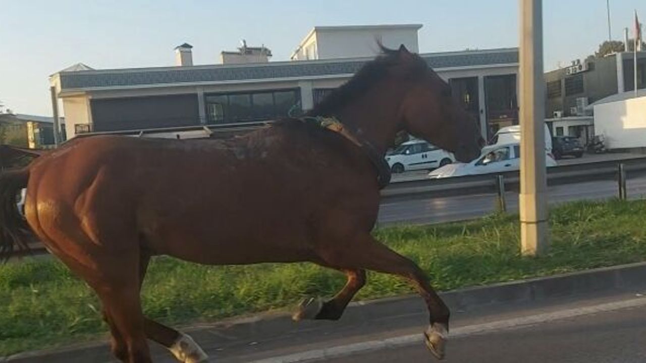 ARTIK BU MANZARAYA ALIŞTIK !