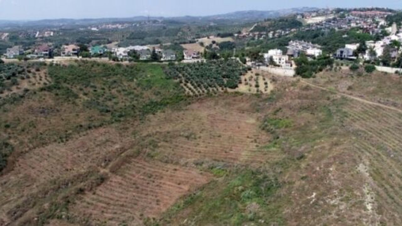 BURSA'DA 3 YIL ÖNCE YANMIŞTI: İşte o ormanın son hali