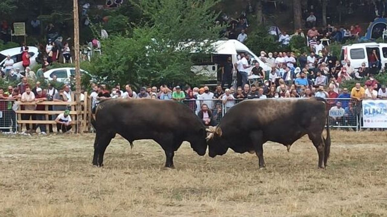 BURSA'DA BOĞA GÜREŞLERİ İSPANYA'YI ARATMADI