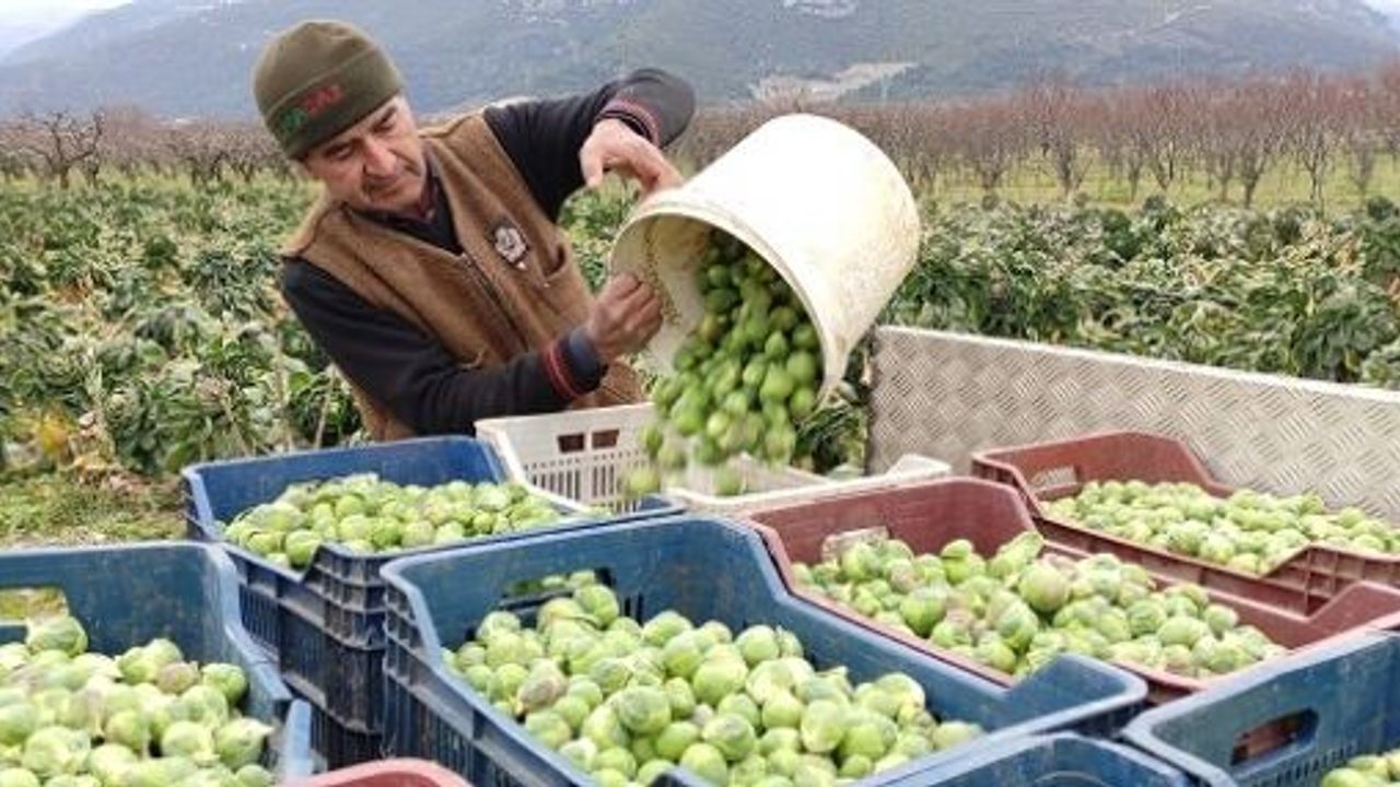 BURSA'DA ÜRETİCİLERİN YÜZÜ ERKEN GÜLDÜ