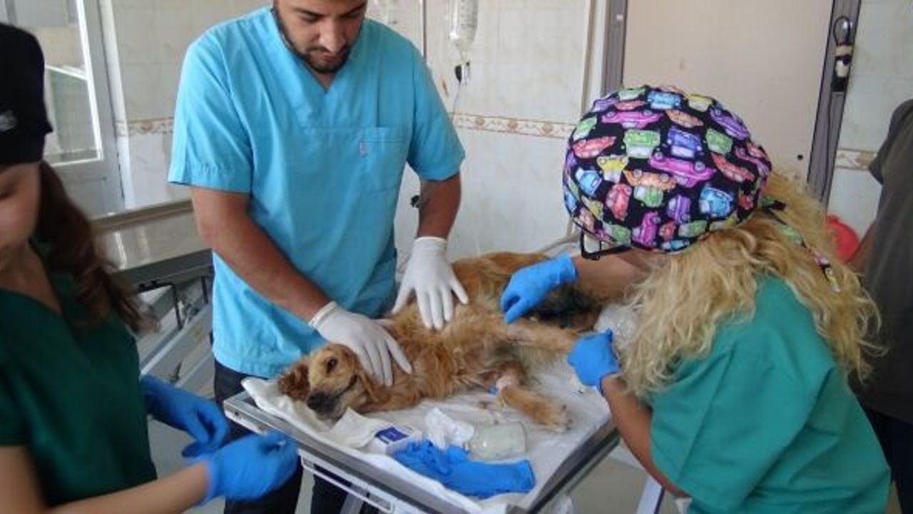 BURSA’DA ORMANA BIRAKILAN CİNS KÖPEĞİN MEME KANSERİ TEDAVİSİ DEVAM EDİYOR