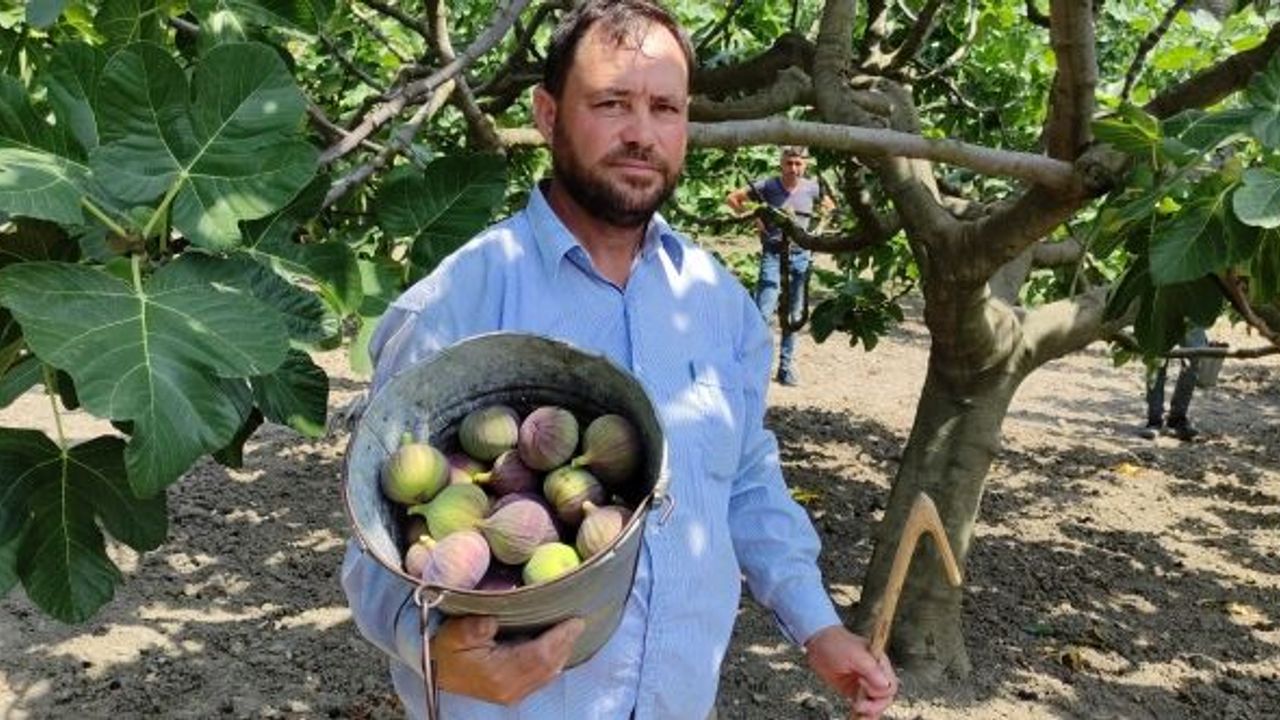 DÜNYACA ÜNLÜ KRALİÇE İNCİRİ'NDE ARACI OYUNU