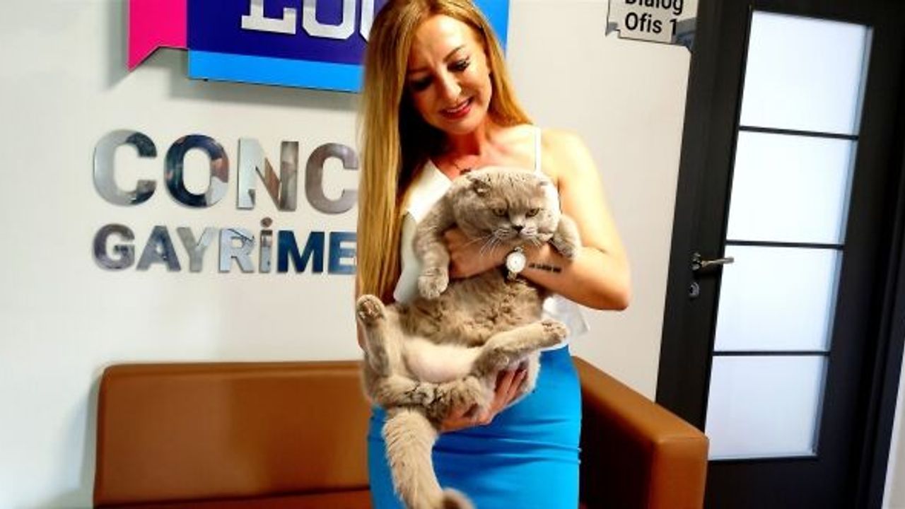 OBEZ KEDİ GÖRENLERİ ŞAŞIRTIYOR