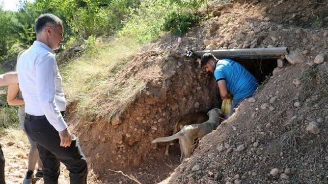 SOKAK HAYVANLARINA DOĞAL YAŞAM ALANLARI YAPILIYOR