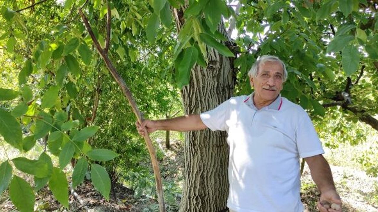HER YIL ÇUVAL ÇUVAL CEVİZLERİ ÇALINAN ADAM İSYAN ETTİ