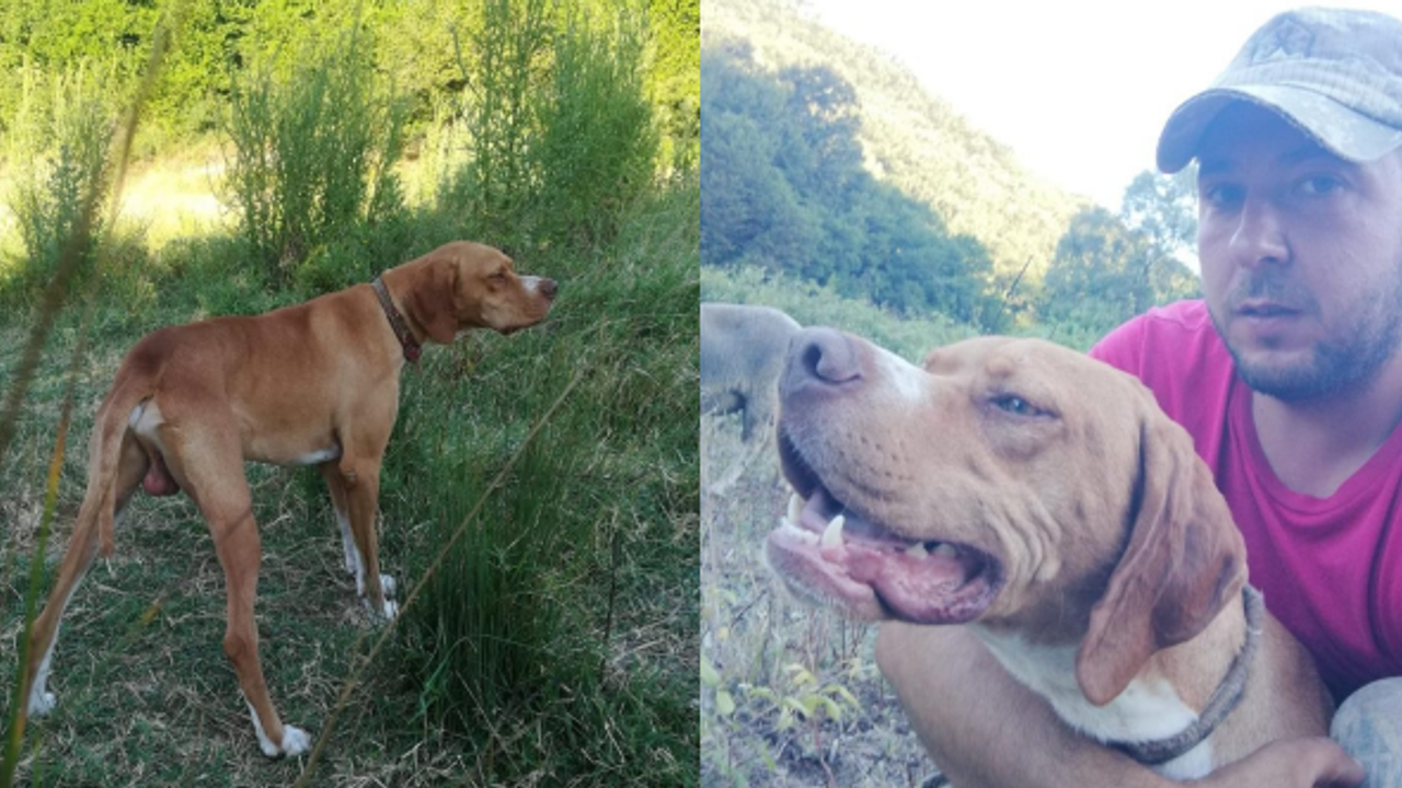 BURSA'DA BU KÖPEĞİ BULANA KUZU HEDİYE