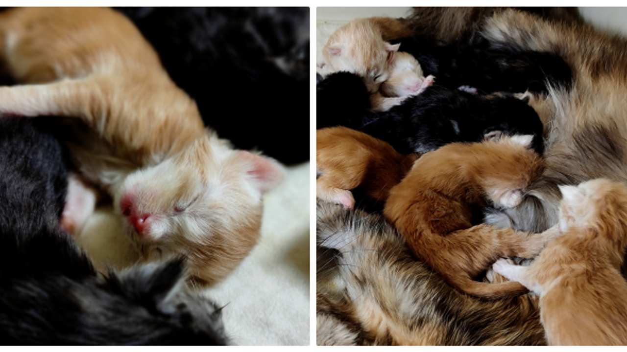 CİNS KEDİ 10 TANE YAVRULAYINCA AİLE BÜYÜK SEVİNÇ YAŞADI