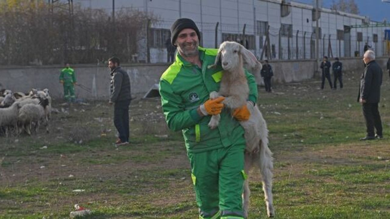 EKİLİ ARAZİLERE ZARAR VEREN KOYUNLARA ZABITA MÜDAHALE ETTİ