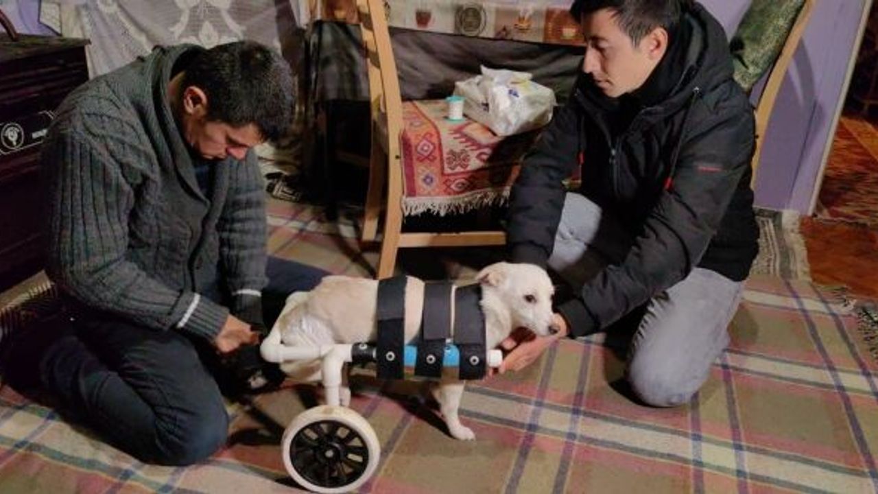 YOLDA BULDUĞU ENGELLİ KÖPEĞİ YAPTIĞI DÜZENEKLE HAYATA BAĞLADI