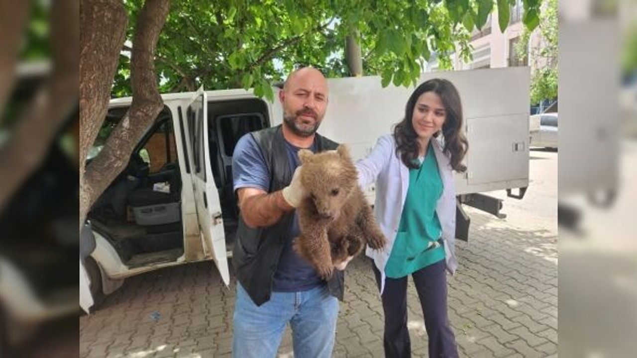 BURSA'DA SEVİMLİ AYI YAVRUSU BULUNDU