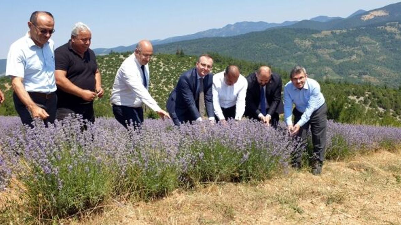 BURSA'NIN DAĞLARINDA LAVANTA HASADI BAŞLADI