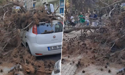 BURSA'DA ÇÜRÜK AĞAÇ OTOMOBİLİN ÜZERİNE DÜŞTÜ