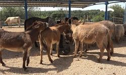 İNSANLARDAN ŞİDDET GÖRMÜŞLERDİ, EMEKLİYE AYRILDILAR
