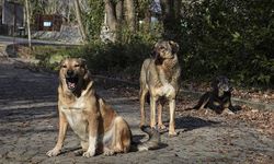 SAHİPSİZ KÖPEK DÜZENLEMESİ MECLİSTEN GEÇTİ! İşte tüm detaylar