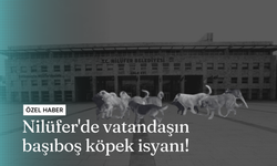 Nilüfer'de vatandaşın başıboş köpek isyanı!