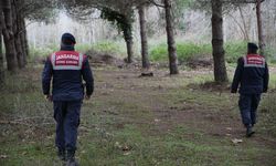 Bursa'da firar eden ayı havadan ve karadan aranıyor