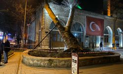 550 yıllık çınar, tarihi İshakpaşa Cami'nin üzerine devrildi