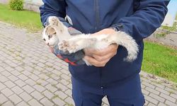 İtfaiye ekiplerinin kedi kurtarma operasyonu kamerada
