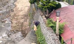 Derede masur kalan köpeklerini böyle kurtardı