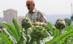 Hem verimden hem fiyattan yüzleri güldürdü