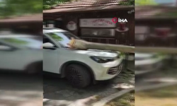 Çınar ağacının kopan dalı lüks araçta hasara yol açtı
