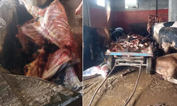 Evde at keserken suçüstü yakalandılar