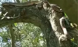 Bursa'da 2.5 metre boyunda dev yılan görüntülendi