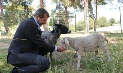 Gürsu'ya butik hayvanat bahçesi