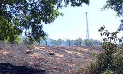 Dağyenice'de 25 dönüm küle döndü