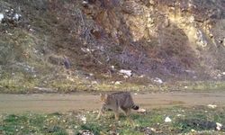 Uludağ'da yaban kedisi fotokapana takıldı
