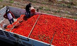 Domatesin kilosu tarlada 3 liraya düştü